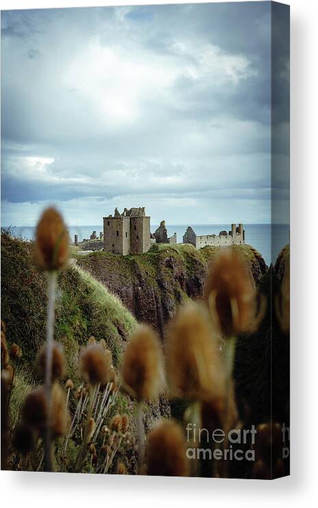 Dunnottar Canvas Print featuring the photograph Dunnottar Castle through the Teasels by SJ Elliott Photography