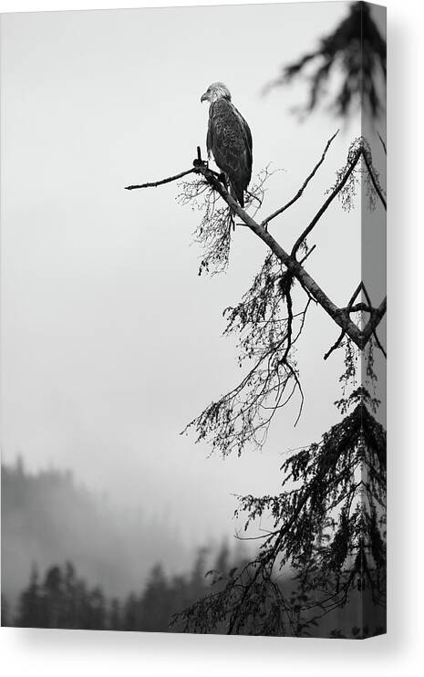  Canvas Print featuring the photograph Eagle Black and White by Michael Rauwolf