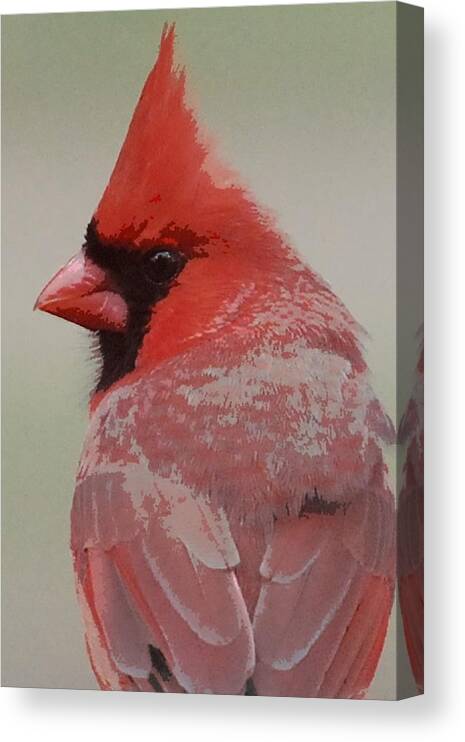 Bird Canvas Print featuring the mixed media Epiphany Cardinal by Judy Cuddehe