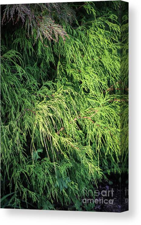 Evergreen Canvas Print featuring the photograph Evergreen in Sunlight by D Lee