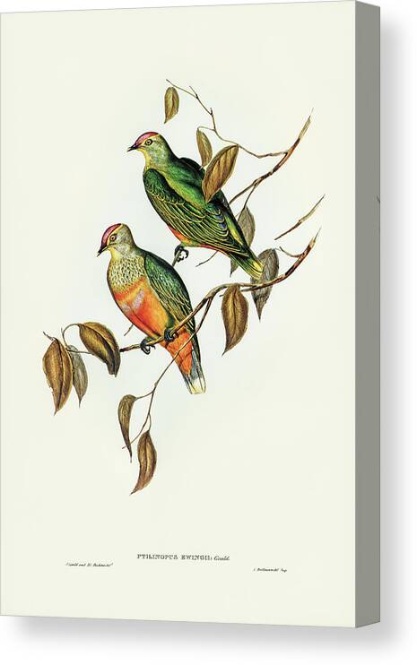 Ewing's Fruit Pigeon Canvas Print featuring the drawing Ewing's Fruit Pigeon, Ptilinopus Ewingii by John Gould