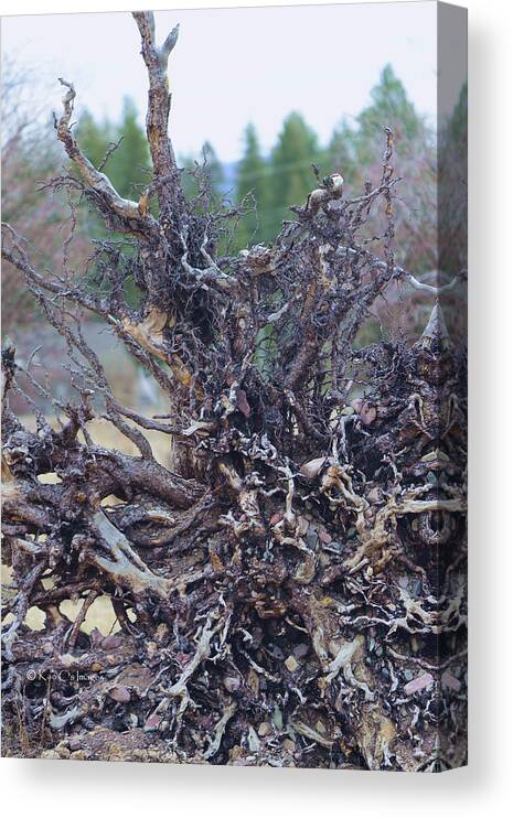 Tree Roots Canvas Print featuring the photograph Exposed Roots #1 by Kae Cheatham