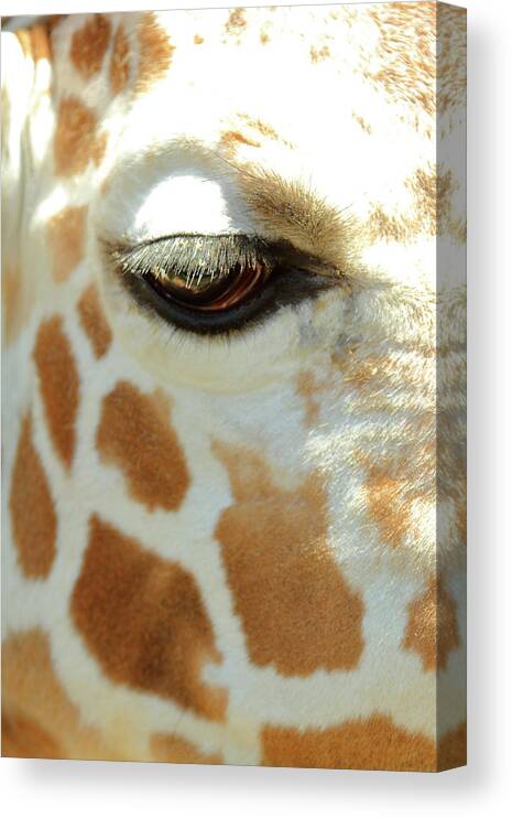 Animal Canvas Print featuring the photograph Eye Lashes by Lens Art Photography By Larry Trager