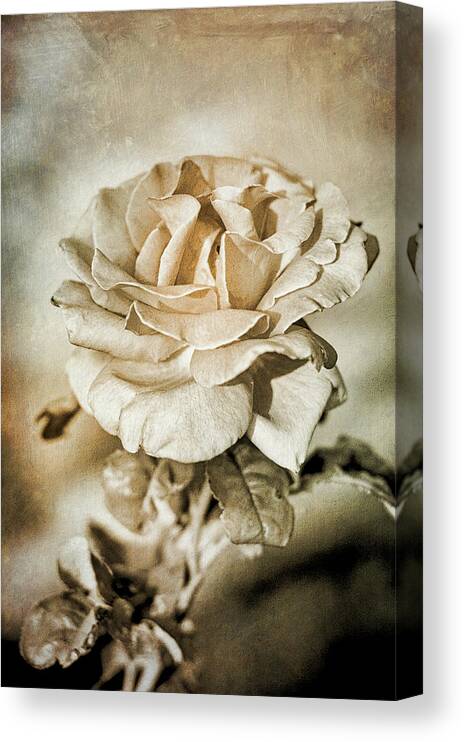 Flora Canvas Print featuring the photograph Faded Beauty by Mary Lee Dereske
