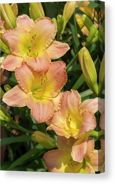 Lily Canvas Print featuring the photograph Fairy Tale Pink Daylily by Dawn Cavalieri