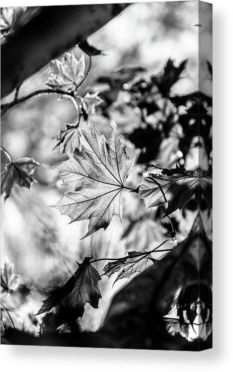 Black And White Canvas Print featuring the photograph Fall Light no. 1 by Bruce Davis
