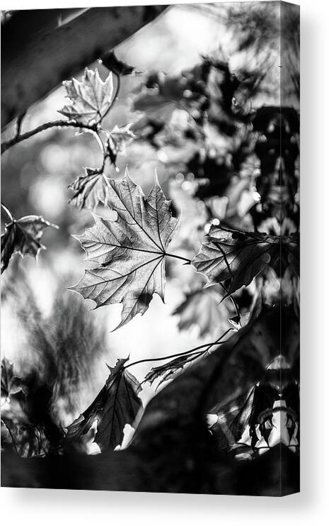Black And White Canvas Print featuring the photograph Fall Light no. 3 by Bruce Davis