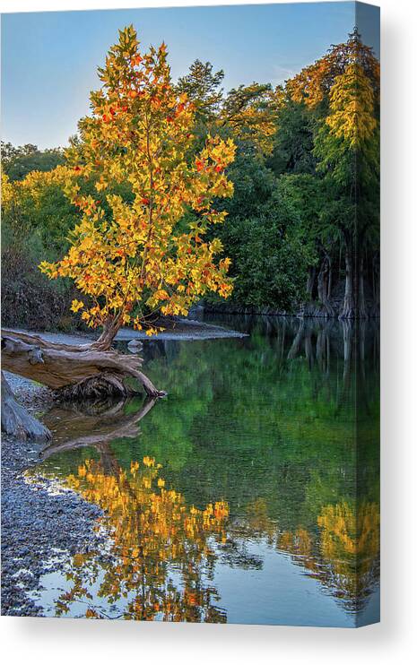 Texas Hill Country Canvas Print featuring the photograph Fall Standout on the Guadalupe by Lynn Bauer