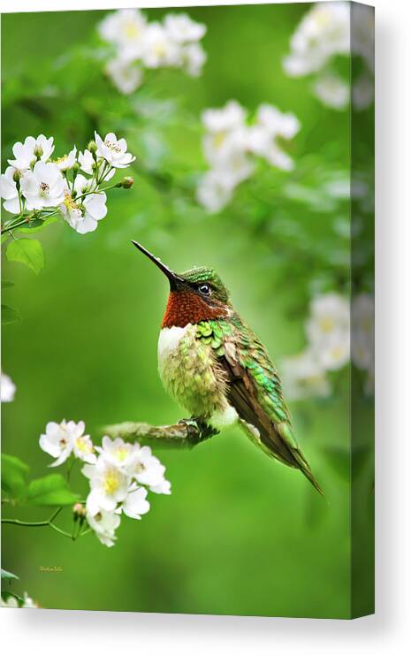 Hummingbird Canvas Print featuring the photograph Fauna and Flora - Hummingbird with Flowers by Christina Rollo
