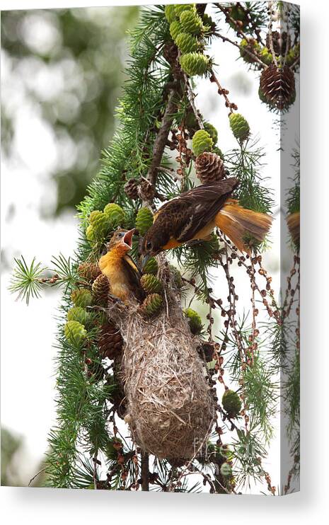 Oriole Canvas Print featuring the photograph Feeding Time by Jayne Carney