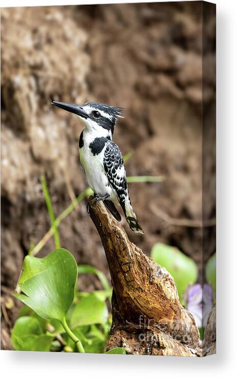 African Pied Kingfisher Canvas Print featuring the photograph Female African pied kingfisher, Ceryle rudis, perched on the banks of Lake Edward, Queen Elizabeth National Park, Uganda. This is a popular breeding ground where the birds nest in the soft soil. by Jane Rix