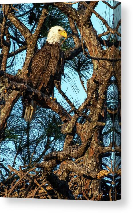 Eagle Canvas Print featuring the photograph Female Bald Eagle on Nest by Bradford Martin