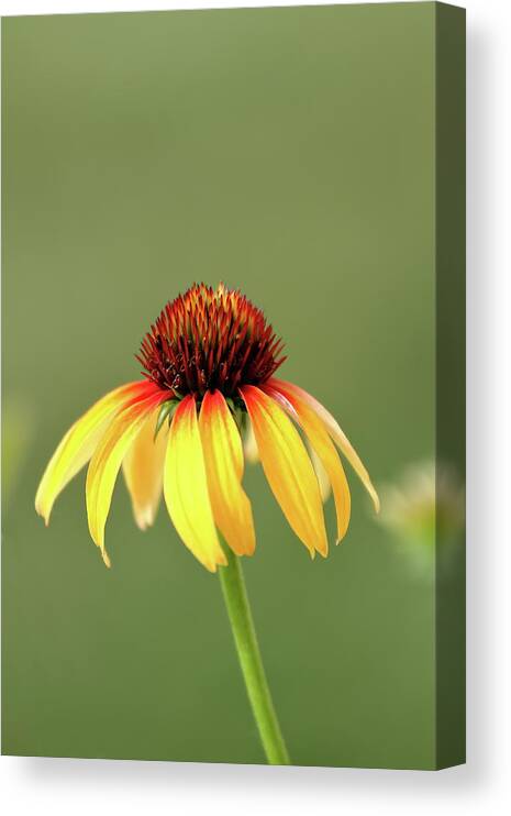 Coneflower Canvas Print featuring the photograph Fiesta Coneflower by Lens Art Photography By Larry Trager
