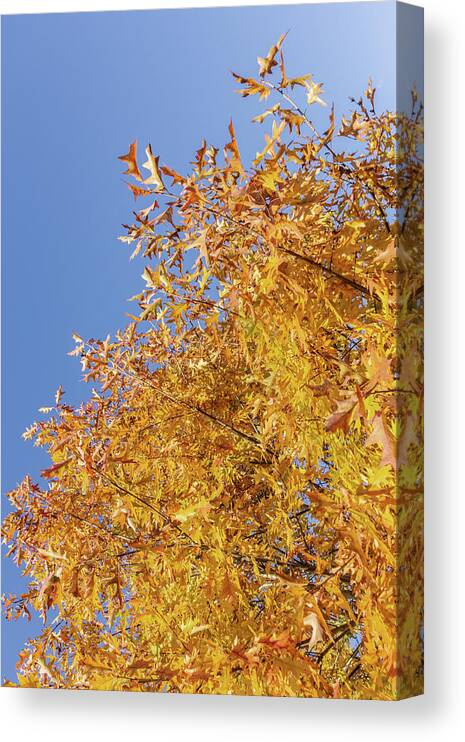 Abstract Canvas Print featuring the photograph Fire Fall by Bruce Davis