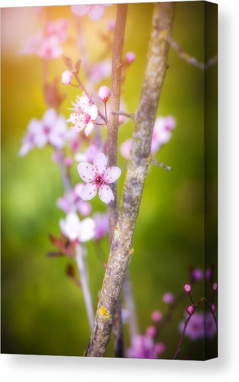 Spring Canvas Print featuring the photograph First Spring Day by Philippe Sainte-Laudy