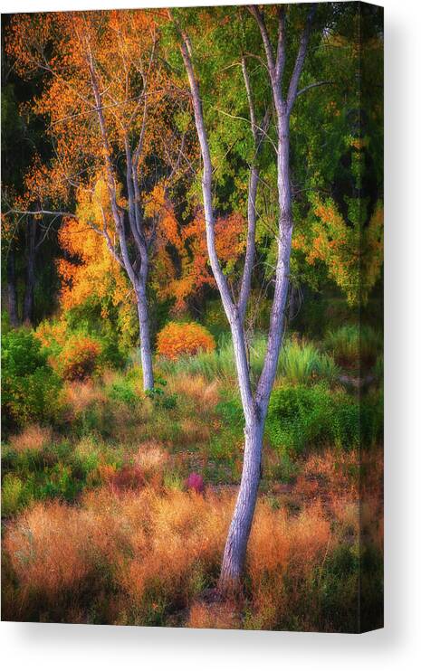 Fall Canvas Print featuring the photograph Flavors of the Forest by Darren White