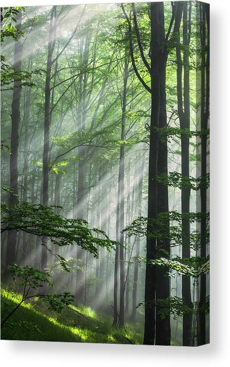 Fog Canvas Print featuring the photograph Fleeting Beams by Evgeni Dinev