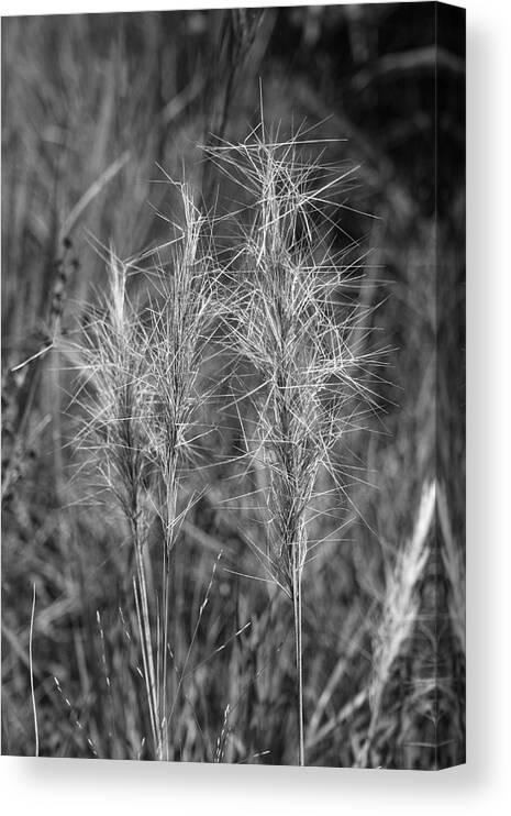  Photo For Sale Canvas Print featuring the photograph Florida Grass by Robert Wilder Jr