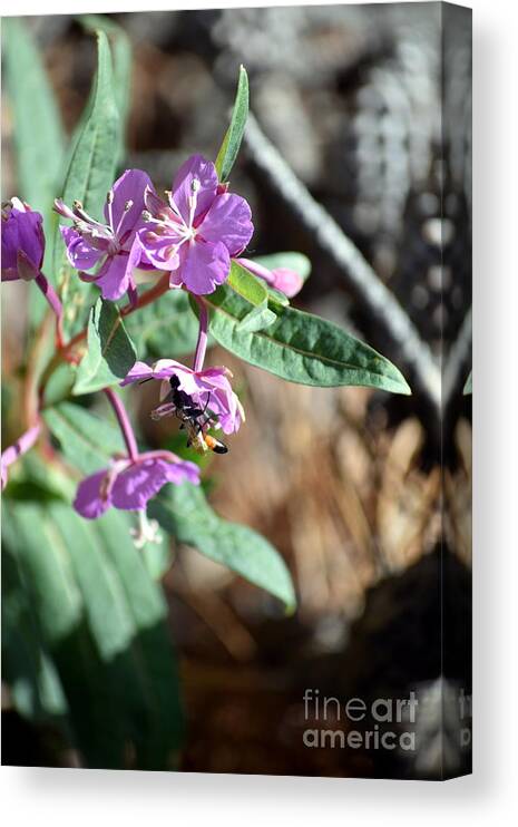 Mountain Flowers Canvas Print featuring the photograph Flower and Wasp by Anjanette Douglas