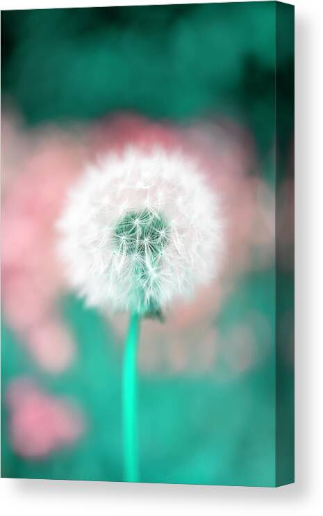 Flowers Canvas Print featuring the photograph Flower design by MPhotographer