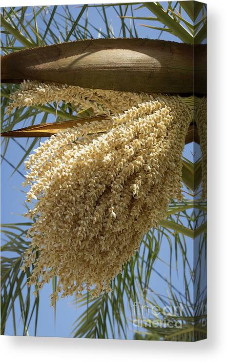 Date Palm Canvas Print featuring the photograph Flowering date palm and blue sky by Adriana Mueller
