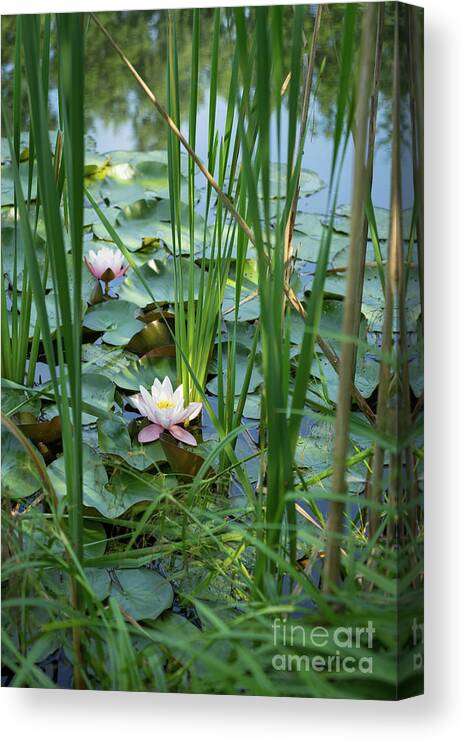 Water Lily Canvas Print featuring the photograph Flowering water lily and reed leaves in a lake by Adriana Mueller