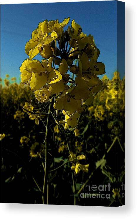 Art Canvas Print featuring the photograph Flowers of colza 3 by Jean Bernard Roussilhe