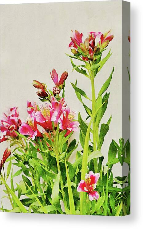 Alstroemeria Canvas Print featuring the digital art Flowers of SoCal - Candy Alstroemeria Flower Portrait by Gaby Ethington