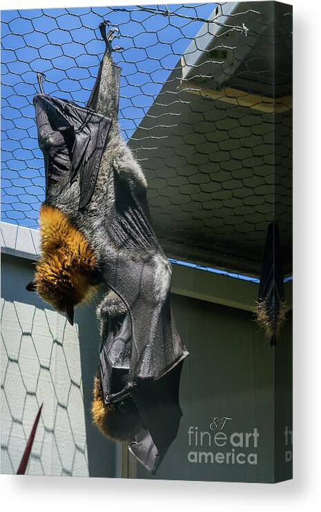 Flying Fox Canvas Print featuring the photograph Flying Fox by Elaine Teague