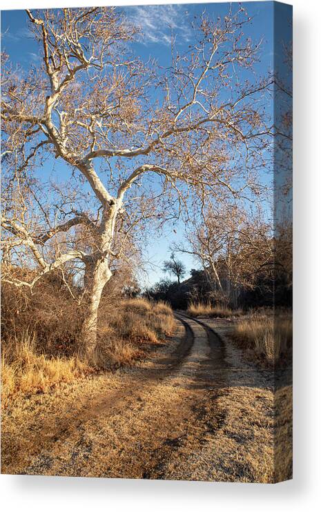 Trees Canvas Print featuring the photograph Follow the Road by the Sycamore Tree by Mary Lee Dereske
