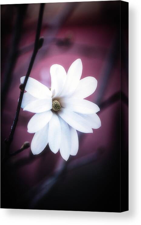 Flowers Canvas Print featuring the photograph Forever at Last by Philippe Sainte-Laudy