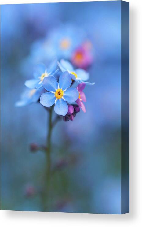 Forget-me-not Canvas Print featuring the photograph Forget Me Not by Maria Meester