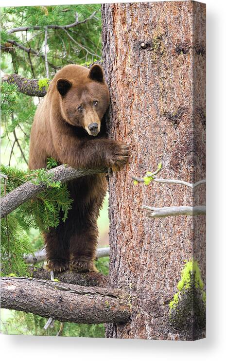 Bear Canvas Print featuring the photograph Standing Bear by Scott Warner