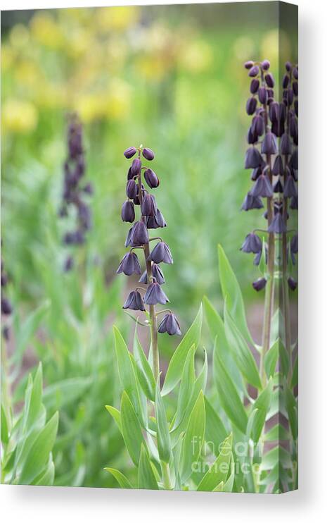 Fritillaria Persica Blues Brothers Canvas Print featuring the photograph Fritillaria Persica Blues Brothers Flower by Tim Gainey