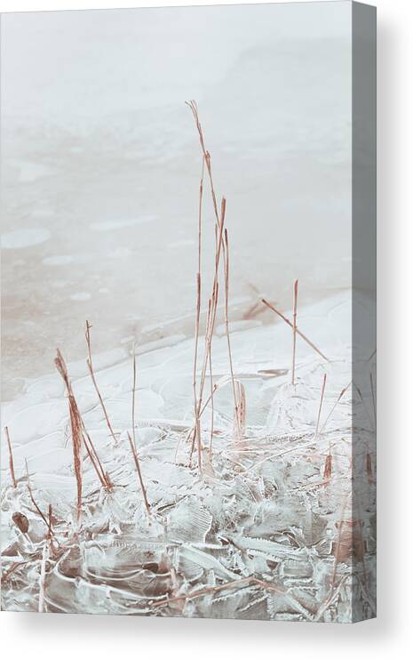 Reed; Grass; Reeds; Ice; River; Frozen; Water; Winter; Overcast; Cloudy; Cold; Frigid; Fox River; Wisconsin; Brookfield; Mitchell Park; Dry; Yellow; Shore; Shoreline; Stream; Outdoors; Landscape; Nature; Vertical; Pastel; Soft; Muted; Quiet; Calm; Peaceful; Scott Norris Photography Canvas Print featuring the photograph Frozen Reeds by Scott Norris