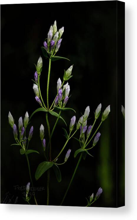 Gentians Canvas Print featuring the photograph Gentians by Fred Denner