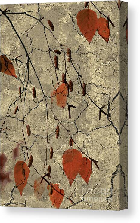 Leaf Canvas Print featuring the photograph Gently Falling by Elaine Teague