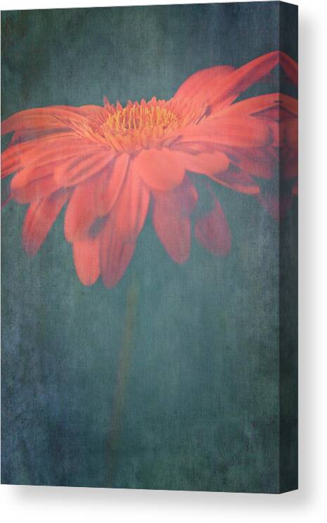 Gerber Canvas Print featuring the mixed media Gerber Daisy Queen Texture by AS MemoriesLiveOn