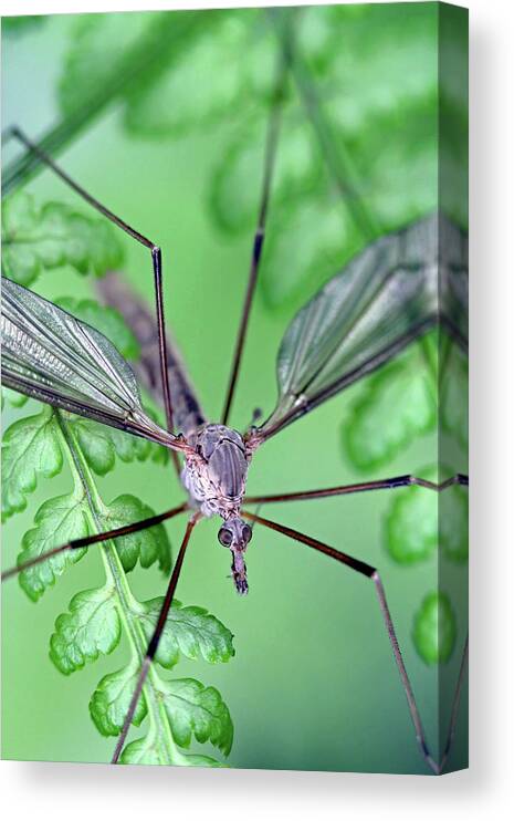 Insects Canvas Print featuring the photograph Ghost on a fern by Jennifer Robin
