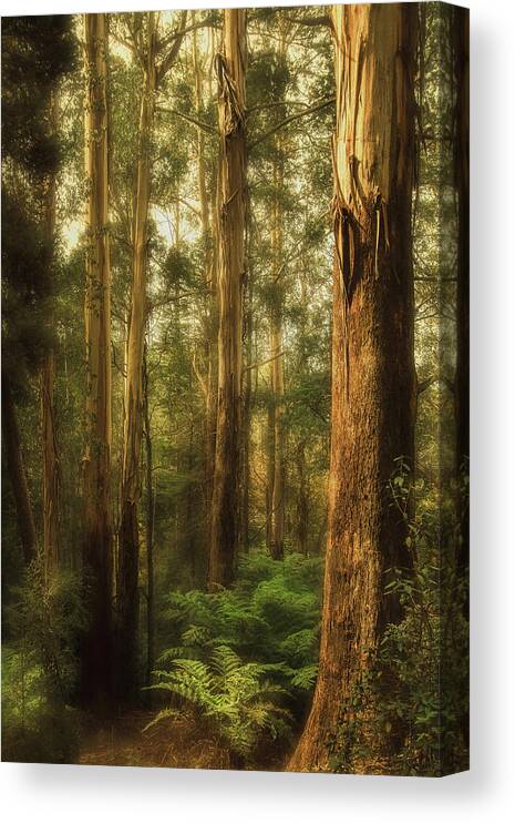 Gum Canvas Print featuring the photograph Ghostly by Andrew Paranavitana