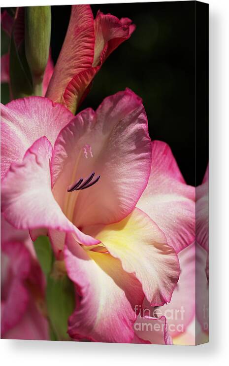 Gladiolus Canvas Print featuring the photograph Gladiolus In Pink by Joy Watson