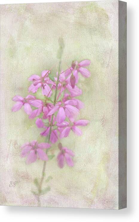 Flowers Canvas Print featuring the photograph Glandular Pink-bells - Tetratheca labillardierei 4 by Elaine Teague