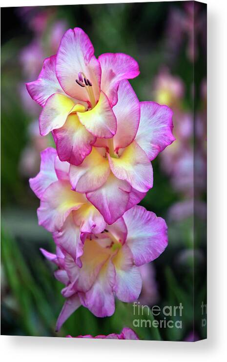 Summer Canvas Print featuring the photograph Glorious Gladiolus by Amy Dundon