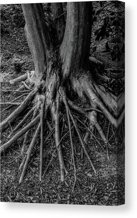 Tree Canvas Print featuring the photograph Gnarly Feet by Jim Painter