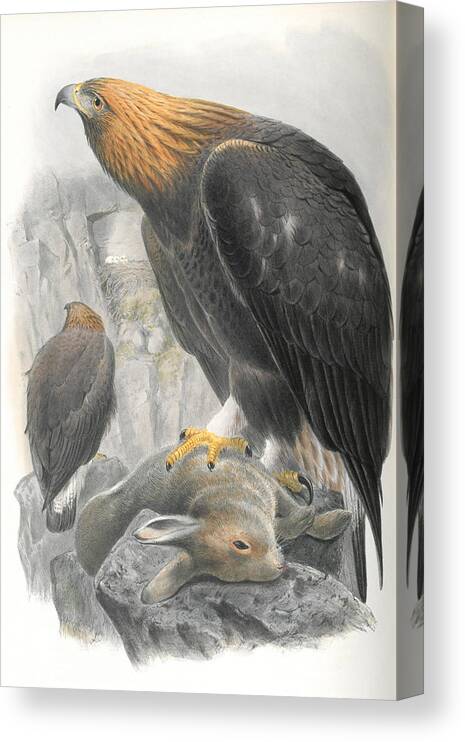 Golden Eagle Canvas Print featuring the mixed media Golden Eagle. John Gould by World Art Collective