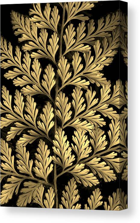 Fern Canvas Print featuring the photograph Golden Fern by Jessica Jenney