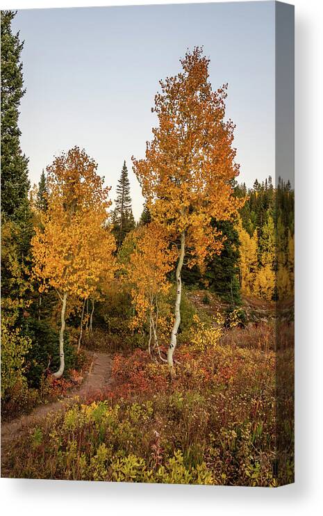 Colorado Canvas Print featuring the photograph Golden Path by Jack Clutter