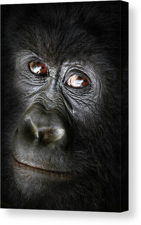 Gorilla Canvas Print featuring the photograph Gorille Bageni by Sebastien Meys