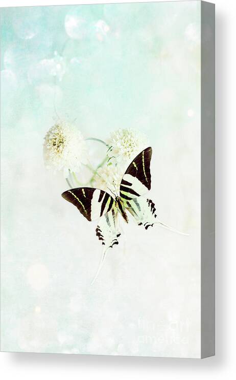 White Canvas Print featuring the photograph Graphium Androcles Swordtail Swallowtail Butterfly over Blue by Stephanie Frey