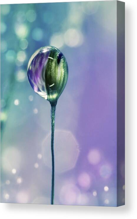 Grass Canvas Print featuring the photograph Grass Seed Spakle by Sharon Johnstone